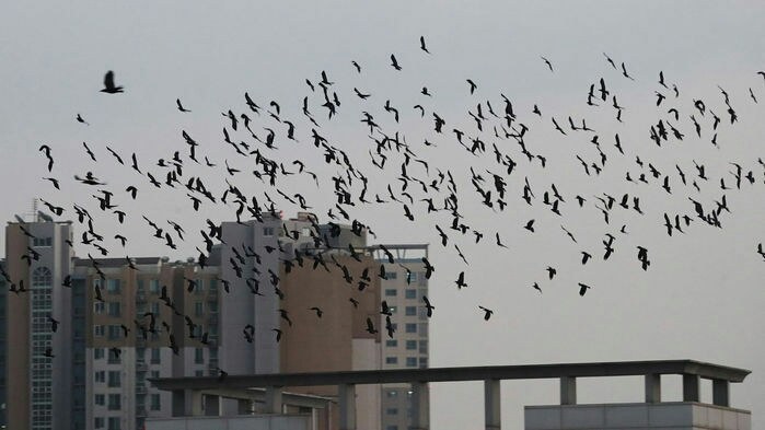 수원에서 자주일어난다는 떼까마귀...jpg | 인스티즈
