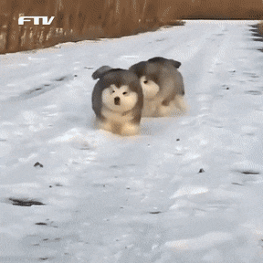 시베리안 허스키와 차우차우 믹스 댕댕이.JPGIF | 인스티즈