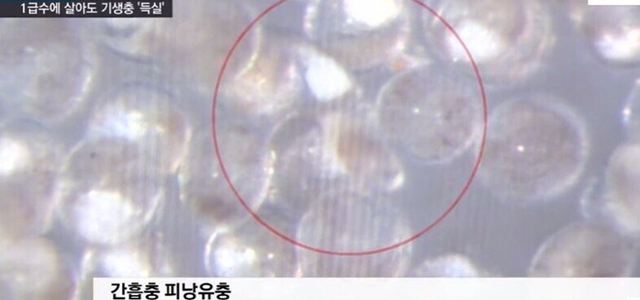 1급수에 사는 민물고기라도 기생충 천지 (혐오주의) | 인스티즈
