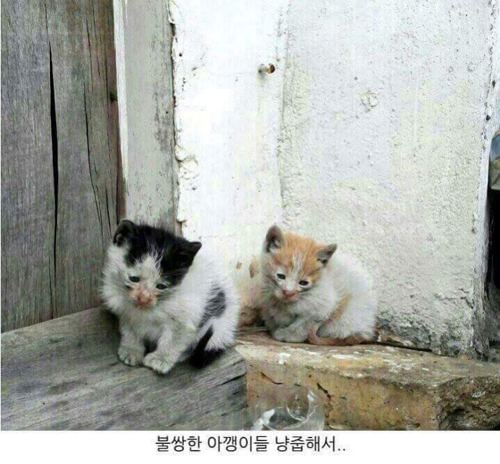 고양이 확대범 | 인스티즈