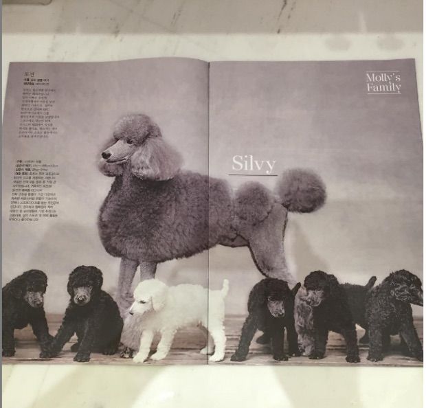  나보다 미용에 돈 더 많이 쓰는게 분명한 신세계 정용진 부회장이 키우는 강아지들...jpg | 인스티즈