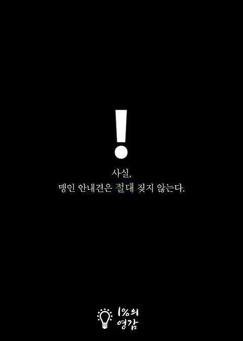 안내견이 짖은이유 | 인스티즈