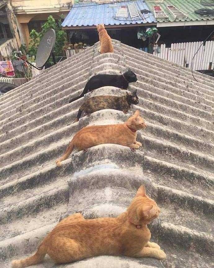 고양이 찜질방.jpg | 인스티즈