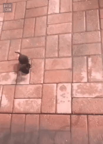 인생 첫 위기에서 탈출한 냥이 | 인스티즈