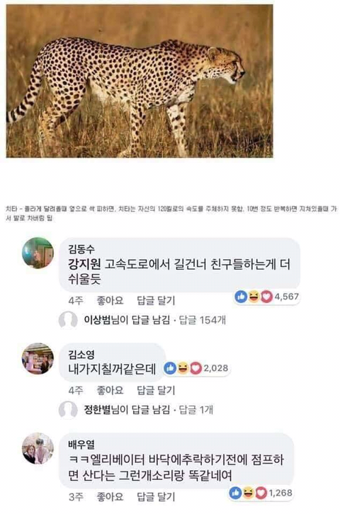 동물이랑 싸워서 이기는 법 | 인스티즈