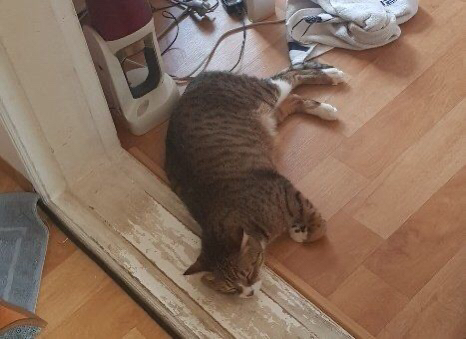 집에 왔는데 아빠가 막 고양이 배에 뭐가 났대 좀보래 짜니까 아프다고 애옹한대.twt | 인스티즈