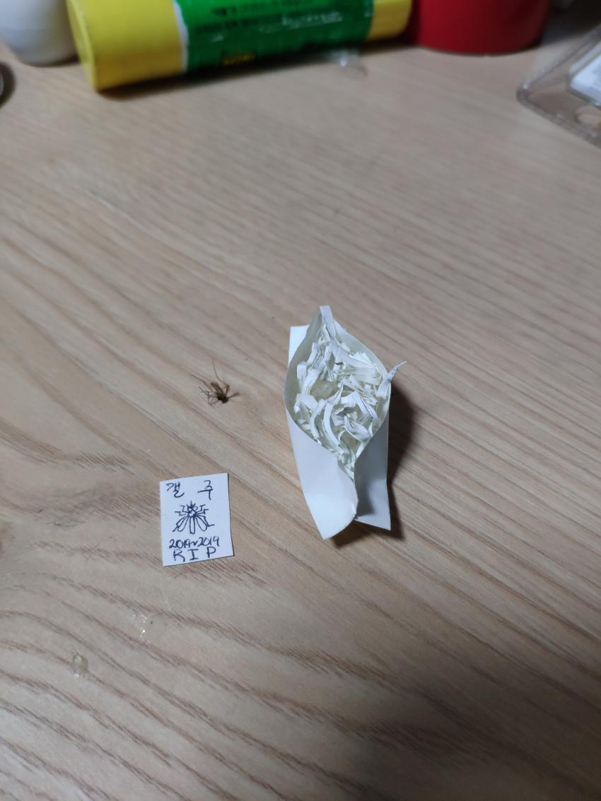 모기 새끼 다양하게 고문하는 모기 갤러리.jpgif | 인스티즈