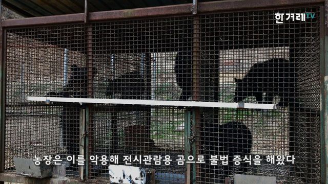 반달가슴곰을 먹는 미친 인간들 | 인스티즈