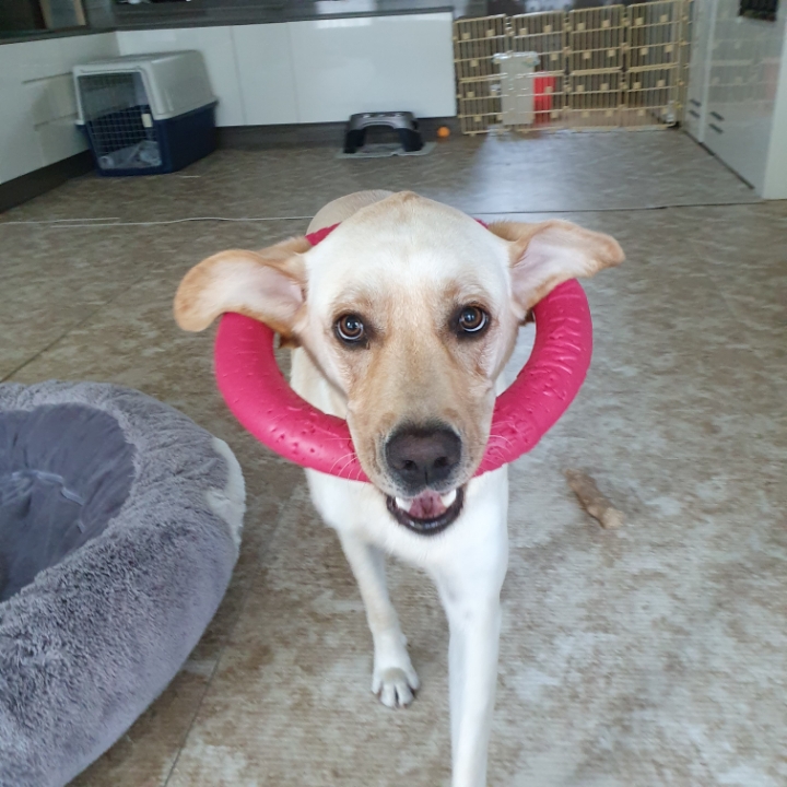 강아지 단짠단짠 | 인스티즈