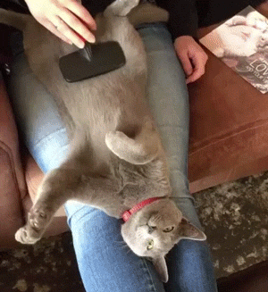 냥르가즘 | 인스티즈