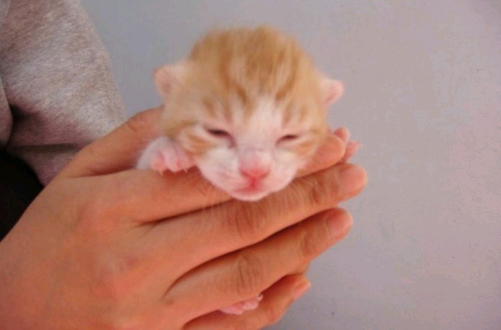 고양이 확대범 | 인스티즈