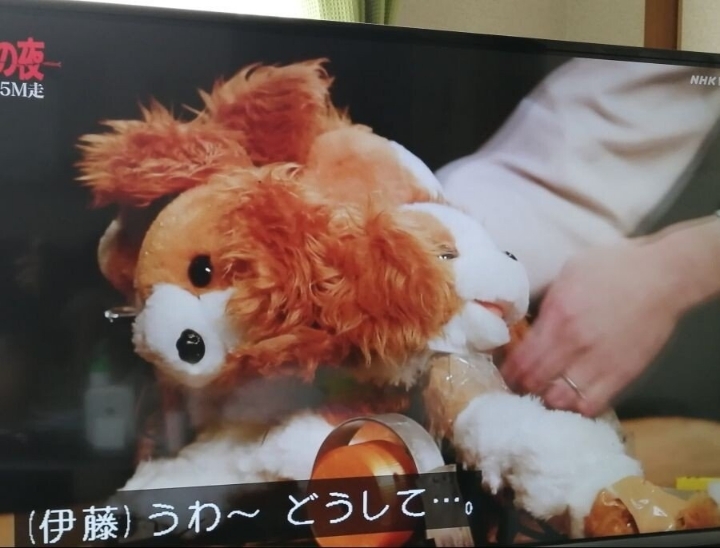 일본 마개조의 밤 강아지 인형경주 근황.jpg | 인스티즈