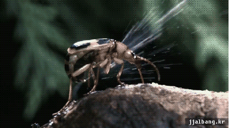 신기한 지구의 생명체들 | 인스티즈