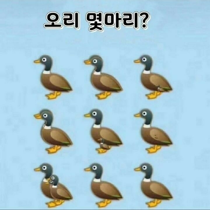 오리는 총 몇 마리일까요 ㅎㅎㅎ | 인스티즈