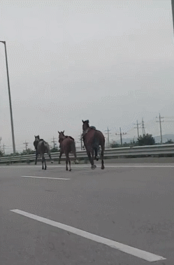 고속도로에 말 3마리...gif | 인스티즈
