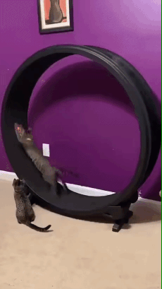 레이저 포인터 + 냥이 | 인스티즈