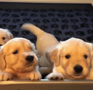 심장을 폭행하는 아기인절미들 | 인스티즈