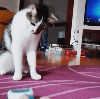 고장난 고양이 | 인스티즈