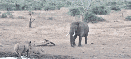 새끼보호하는 코뿔소 | 인스티즈