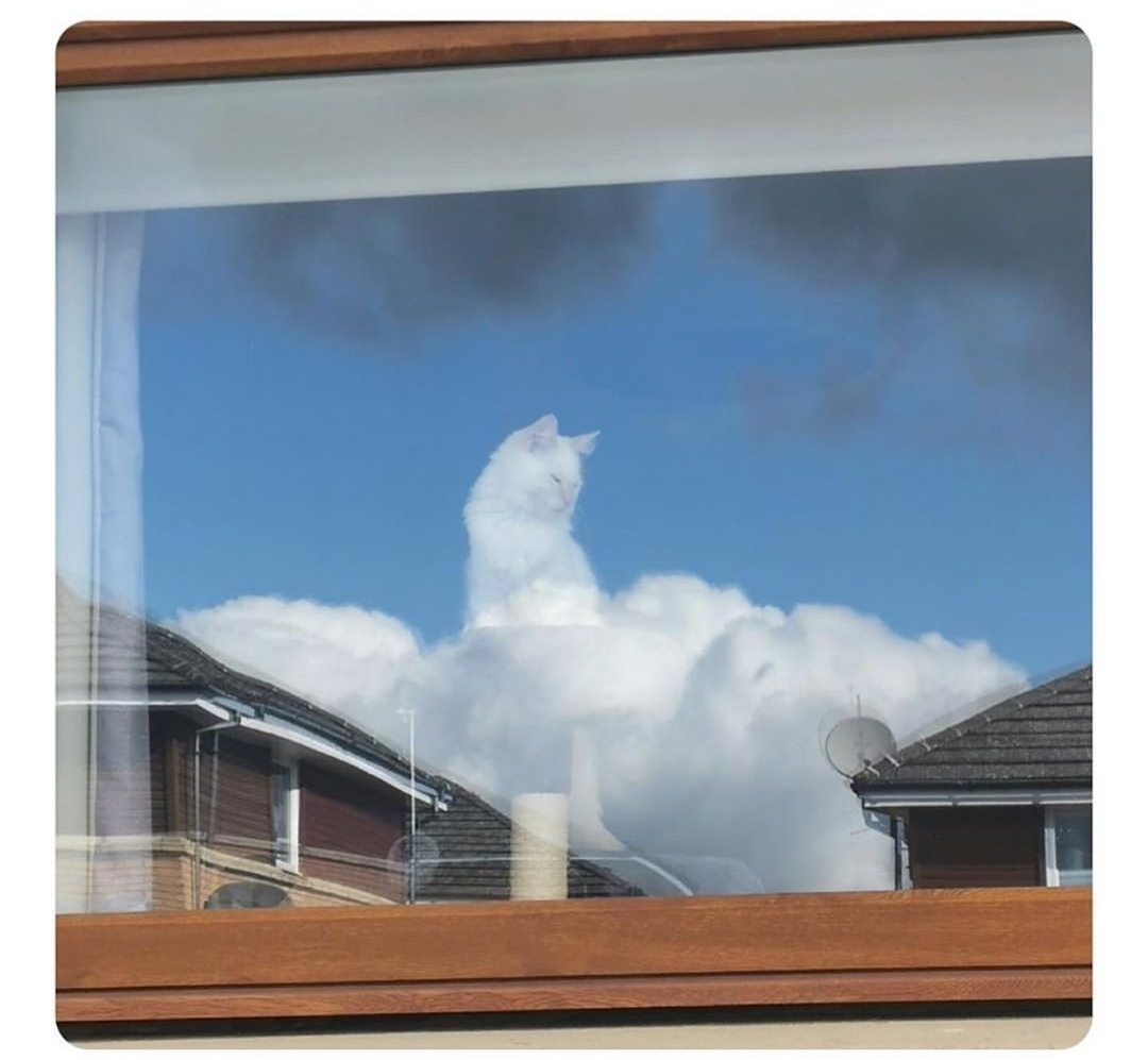 고양이신 | 인스티즈