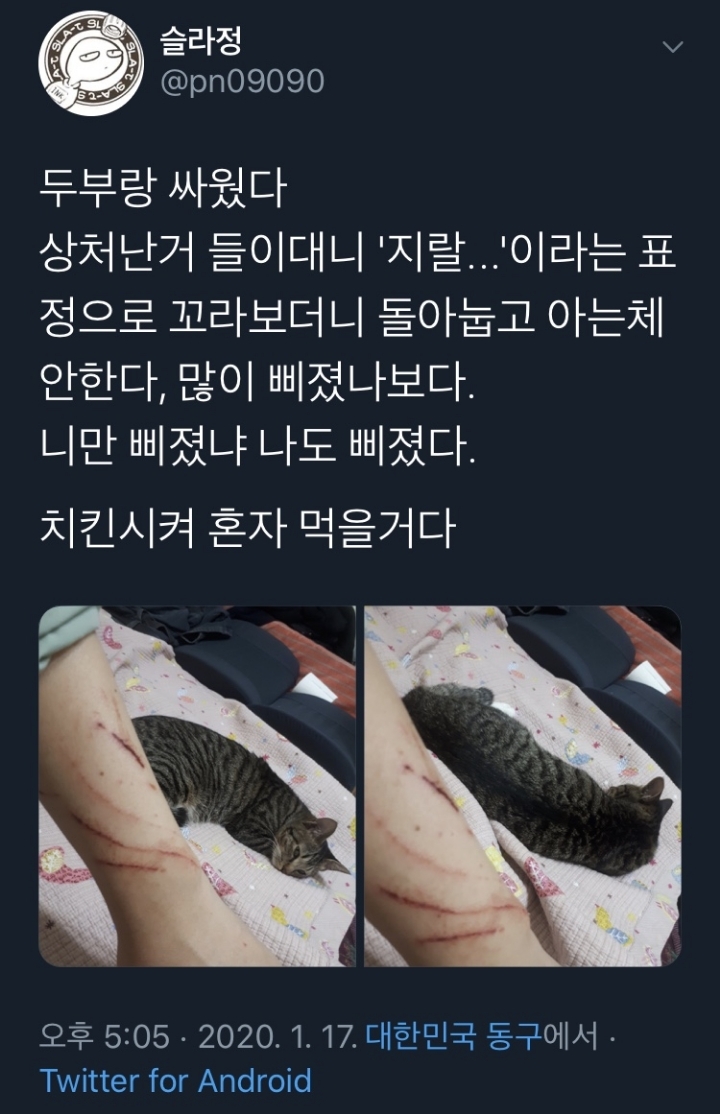 고양이랑 싸운 집사.jpg | 인스티즈