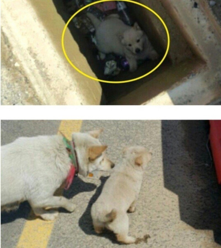 댕댕이가 자꾸 쫓아와.. | 인스티즈