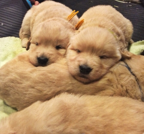 커여운 인절미들 | 인스티즈