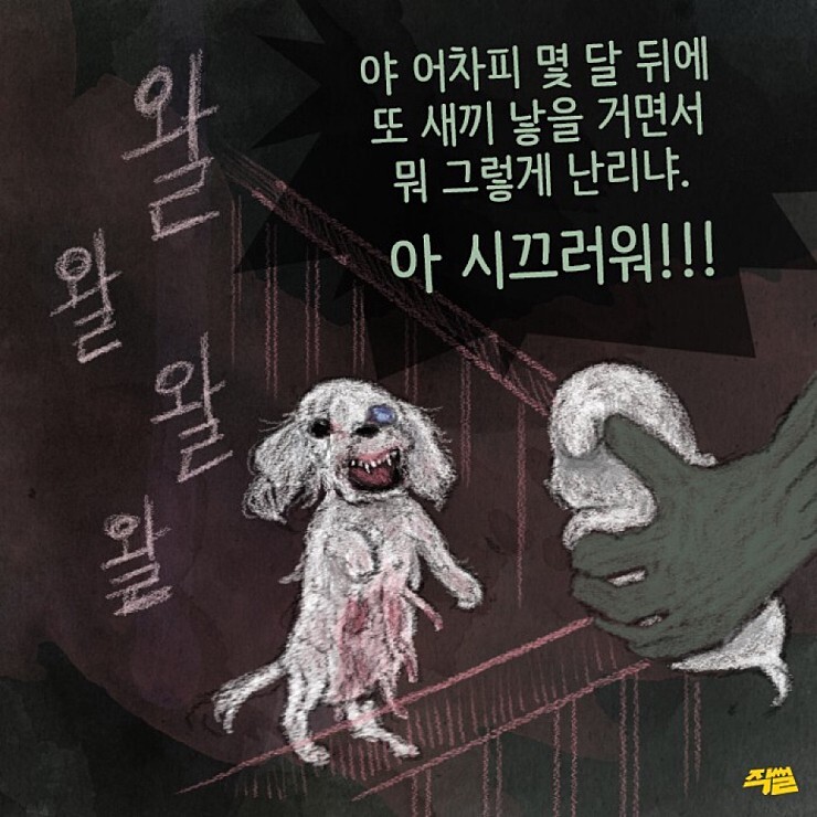 애견샵 불편한 진실 | 인스티즈