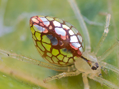 신기한 지구의 생명체들 | 인스티즈