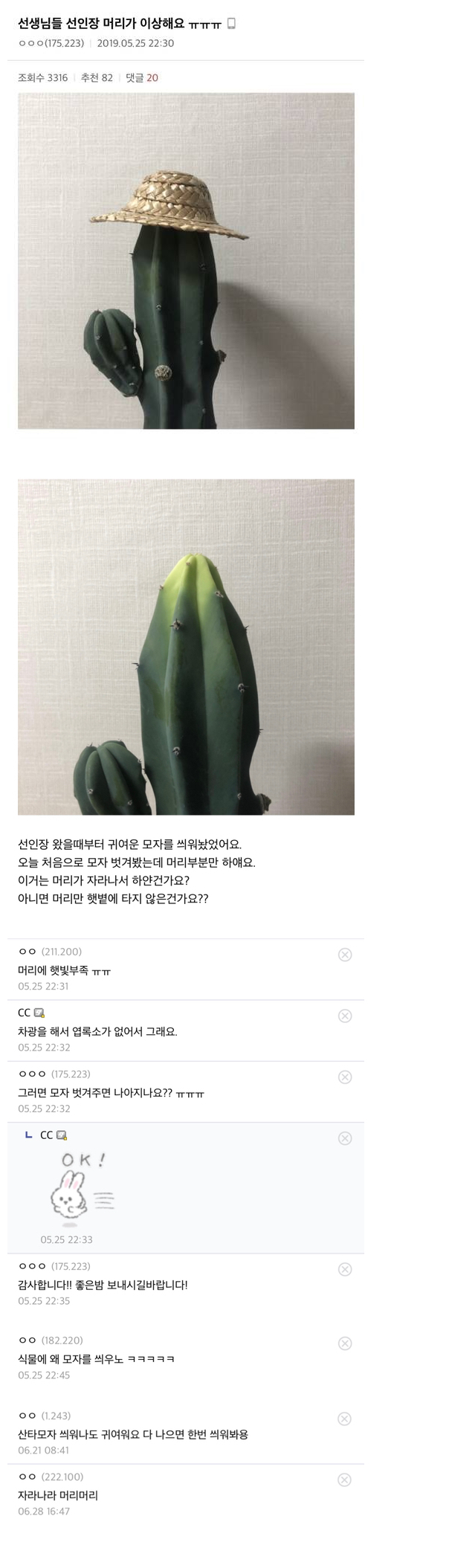 선생님들 선인장 머리가 이상해요ㅠㅠㅠ | 인스티즈