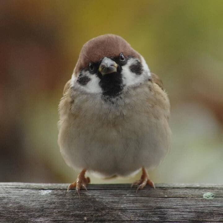 의외로 정면에서 보면 무서운 생물....JPG | 인스티즈