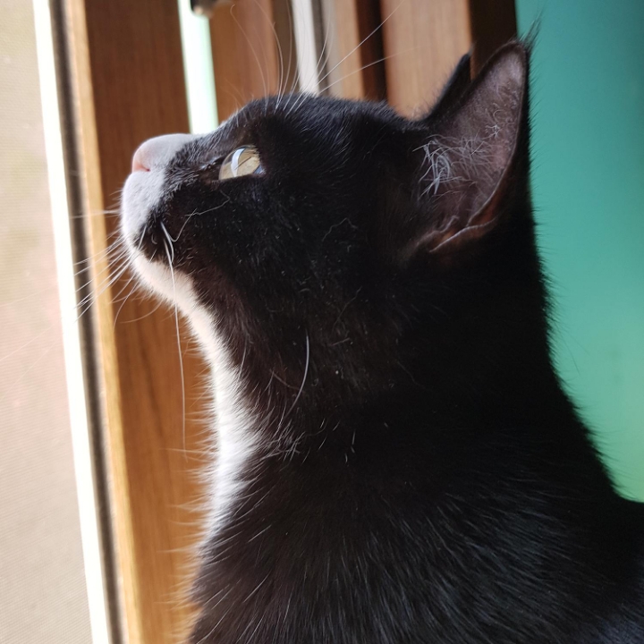 고양이들의 눈동자 | 인스티즈