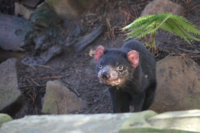 세상에서 악취가 가장 심하다는 동물 JPG | 인스티즈