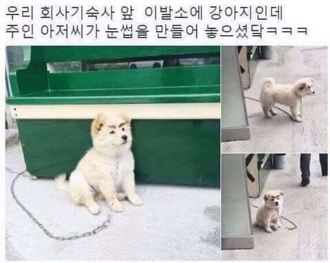 눈썹생긴 댕댕이 | 인스티즈