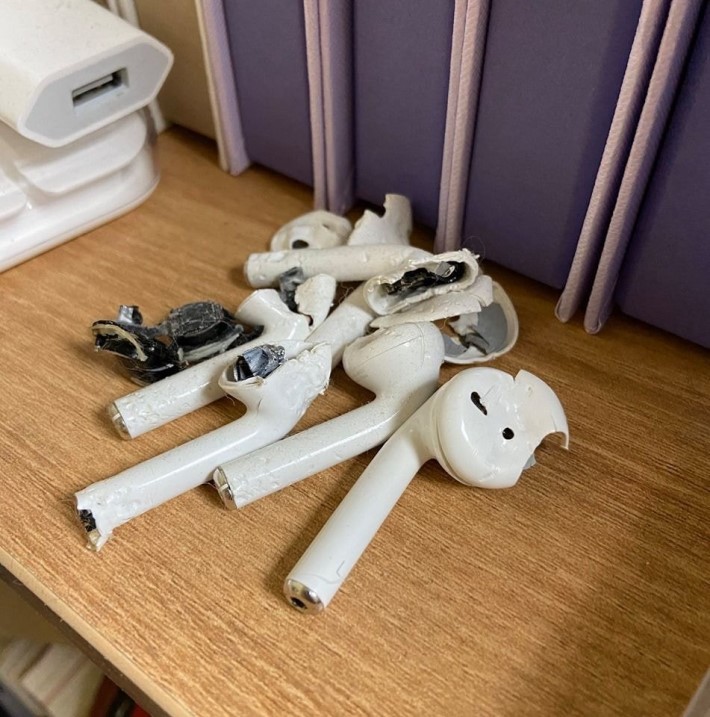 에어팟 좋아하는 댕댕이 | 인스티즈