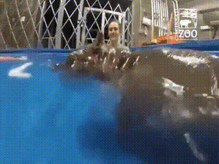 사람 허벅지 물어뜯는 하마 | 인스티즈