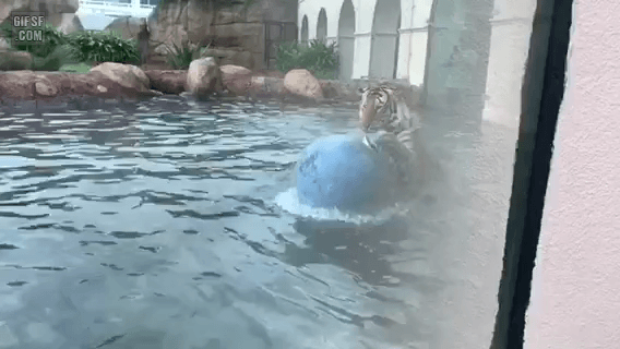 물놀이하는 호냥이 | 인스티즈