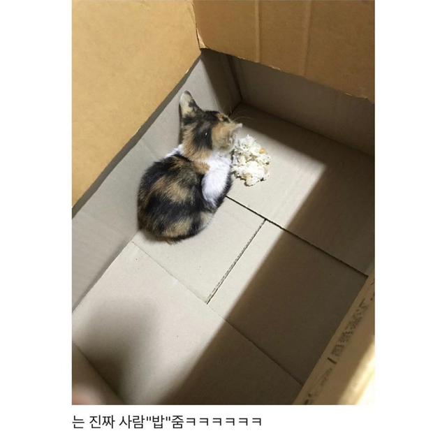 길가다 제 차로 죽일뻔한 고양이를 데려왔는데요 | 인스티즈