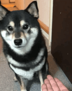 하이파이브를 오해한 댕댕이 | 인스티즈