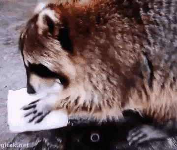 너구리 가이 | 인스티즈