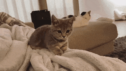 집사를 상대로 꾹꾹이 하는 고양이.gif | 인스티즈