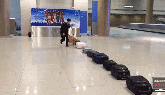 인천공항 마약탐지견이 마약찾는 모습.gif | 인스티즈
