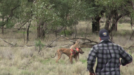 댕댕이 구출 레전드 | 인스티즈