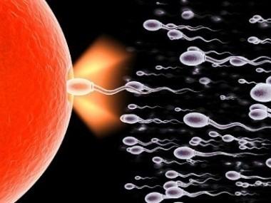 정자때로 돌아가면 태어난다 vs 안태어난다 | 인스티즈