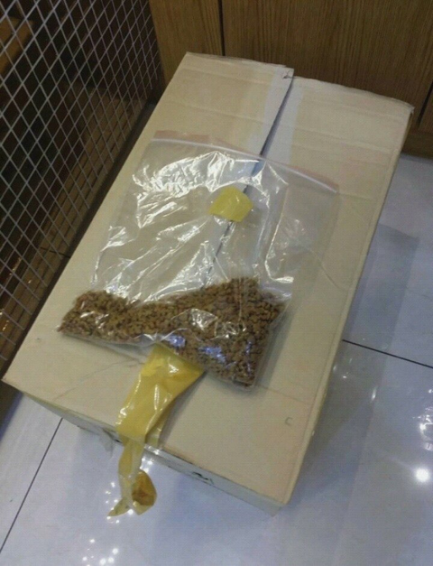 동물병원에 고양이를 보낸 초등학생 | 인스티즈