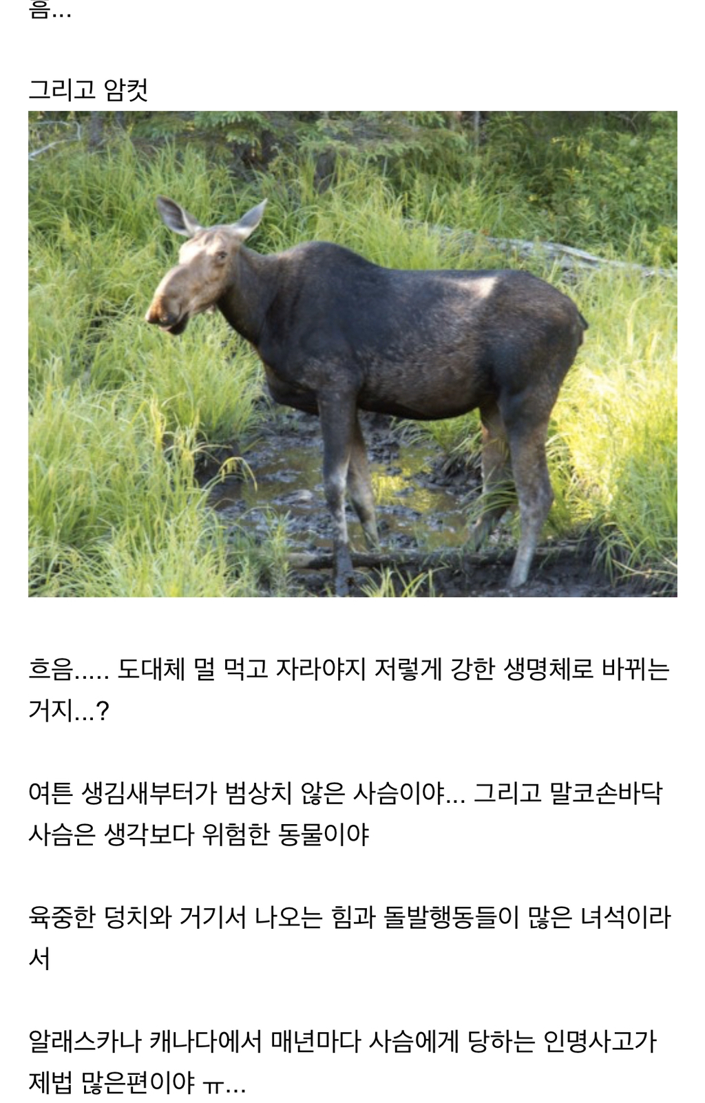 시슴....시슴을 조심하십시오...! | 인스티즈