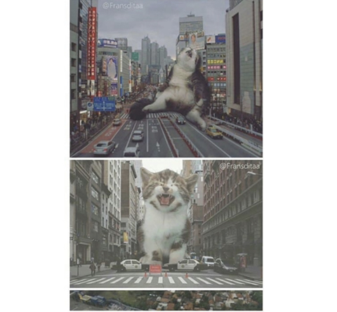 거대해진 냥냥이 | 인스티즈