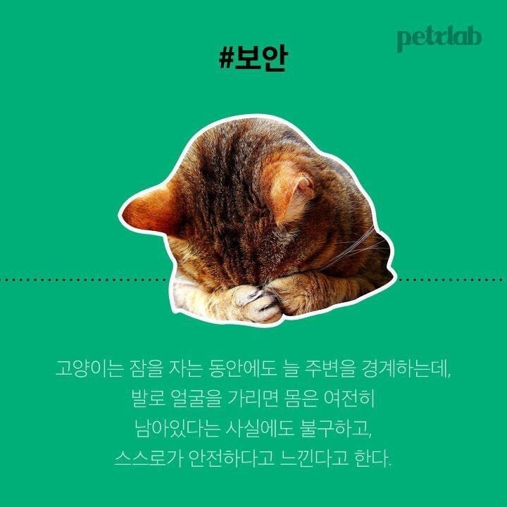 고양이가 잘때 발로 얼굴을 가리는 이유.JPG | 인스티즈