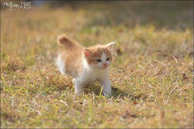 디씨에서 난리났었던 마당에서 찍은 새끼 고양이.jpg | 인스티즈