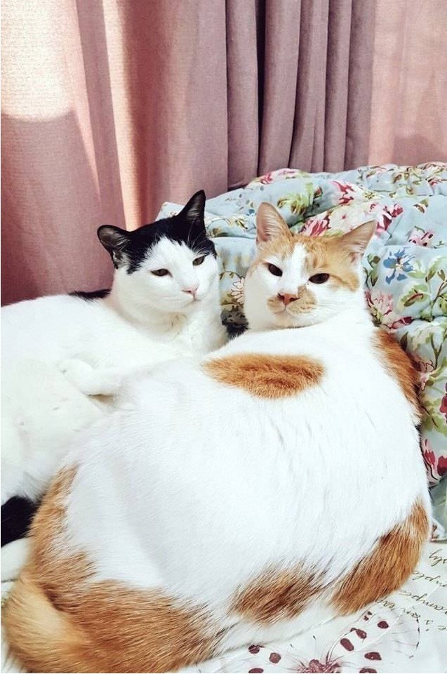 고양이 확대범 | 인스티즈